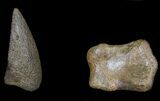 Thescelosaurus Claw & Toe Bone - Montana #31060-4